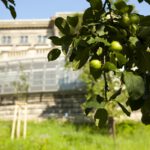 Herbstlich-buntes Apfelfest im Goethe- und Schiller-Archiv 220401_Äpfel_GSA