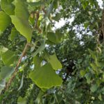 ginko